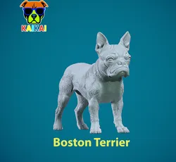 Boston Bull Terrier Dog - American gentleman Dog model - 3D print 3D Print Model in Animals 573085