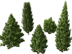 HighPolyLowPoly Juniperus communis - Common Juniper