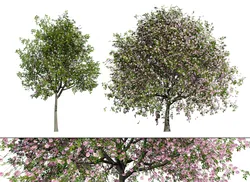 South African Pompon Tree