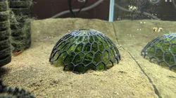 Aquarium Moss Dome Plant Holder (easier to print) remix