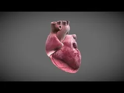 Human Heart Low-poly 3D model