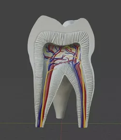 Molar Tooth -  Anatomical cross section 3D print model