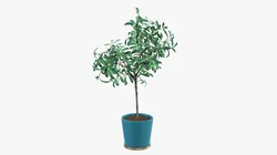 Potted decorative tree