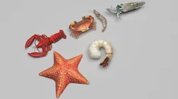 Sea Creatures Set