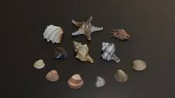 Seashell Collection Bundle