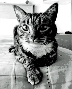 Tabby cat HueForge