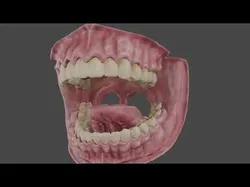 Highly Detailed Human Tooth 3D Model 3D model
