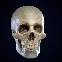 Skull Human 3D print model