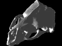 Arctocephalus forsteri NZ fur seal skull crâne otarie cráneo lobo marino