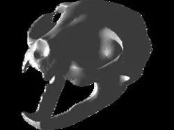 Felis catus cat skull crâne chat cráneo gato