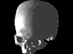 Homo sapiens human skull crâne humain cráneo humano
