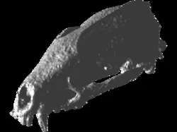 Meles meles badger skull crâne  blaireau cráneo  tejón
