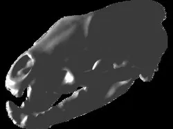 Meles meles badger skull crâne blaireau cráneo tejón
