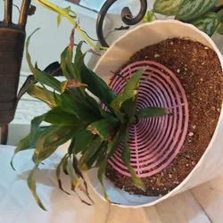 plant guard from animels and water splash