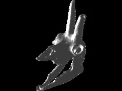 Rupicapra rupicapra chamois skull crâne cráneo