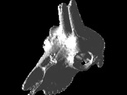 Rupicapra rupicapra chamois skull crâne cráneo