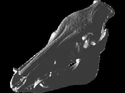 Sus scrofa wild boar skull crâne sanglier cráneo jabalí