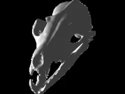 Vulpes vulpes fox skull crâne renard cráneo zorro