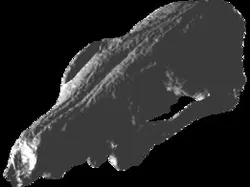 Vulpes vulpes fox skull crâne renard cráneo zorro