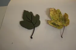 Autumn Leaf