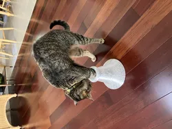 Cat Toy - Treat Hole - More Paddled and Pitted Inside Walls