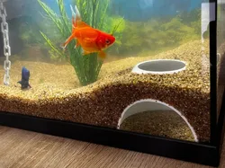 Fish tank underground hiding cave