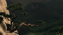 Pine tree