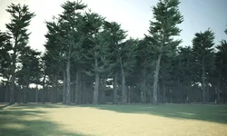 Conifer Forest 3d exterior scene
