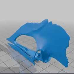 Free Other STL Download - Tupuxuara skullby GigaRex