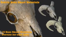 10 bone smart materials CG Textures in Bones 385053