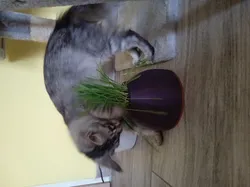 Cat Grass