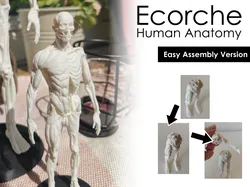Ecorche (Easy Assembly) - Human Anatomy (12 cm tall)