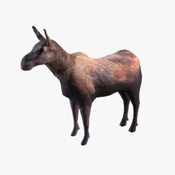 Moose