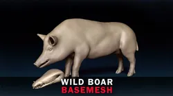 WildBoar Base Mesh
