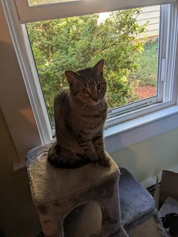 lithophane of my cat