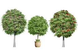 Australian Lilly Pilly Fruit Plant