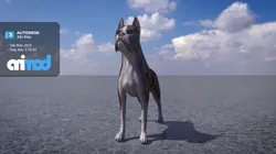 Boxer Dog