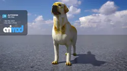 Labrador Retriever