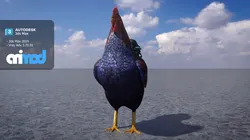Rooster