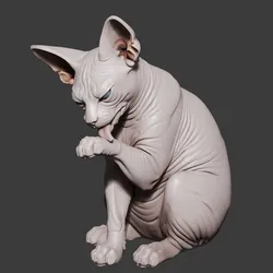 Sphynx cat