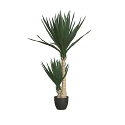 YUCCA TREE