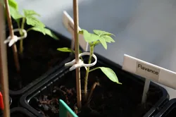 PflanzenClip  / Plant Clip