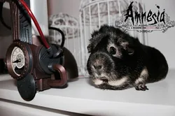 Amnesia a machine for guinea pigs