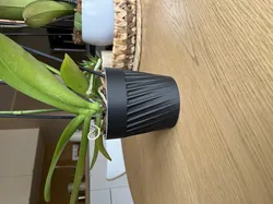 Basic Cache Pot