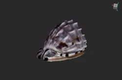 King Helmet Shell