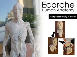 Ecorche (Easy Assembly) - Human Anatomy (25 cm tall)