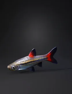 guppy fish small freshwater fish with red tail and iridescent body