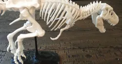 T-Rex Skeleton