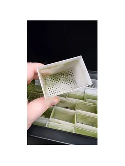 Tadpole Cups