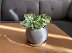 Simple planter